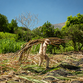Agricultor en el ca&ntilde;averal